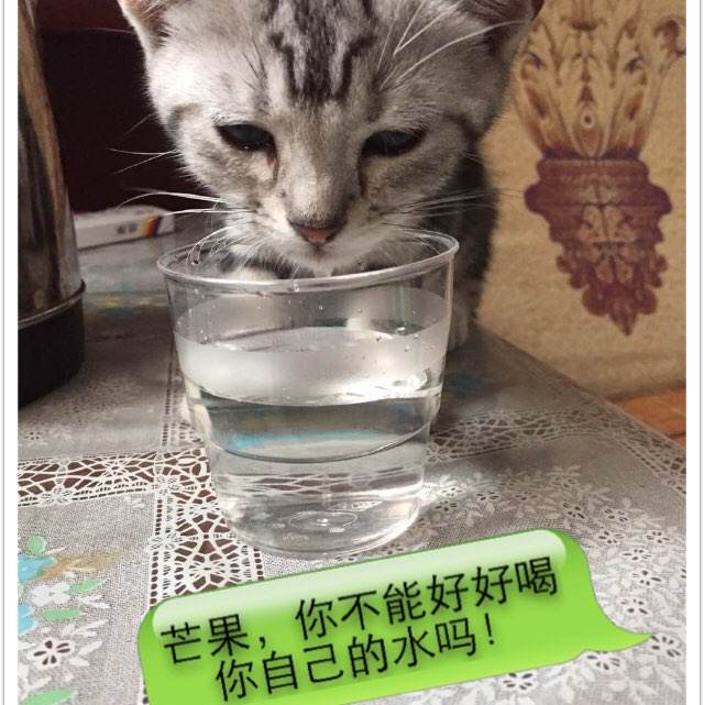 做个海德堡大学成绩单